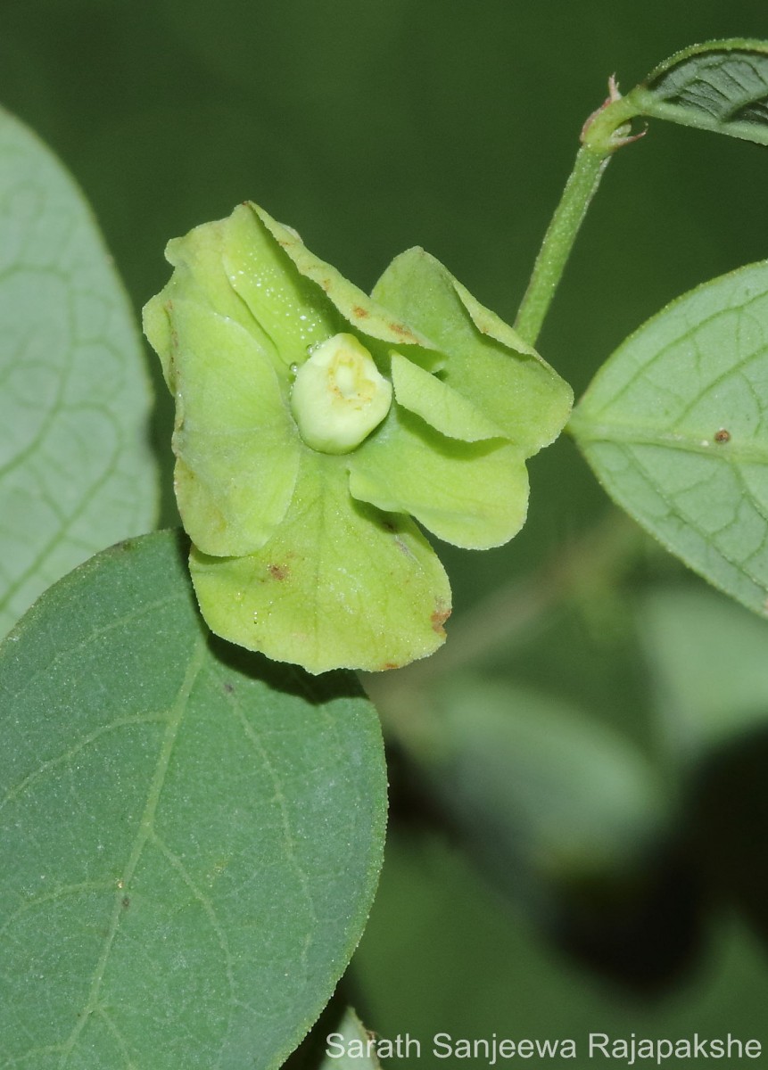 Phyllanthus quadrangularis Willd.